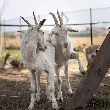 Bed & Breakfast Cascina Cattabreghetta