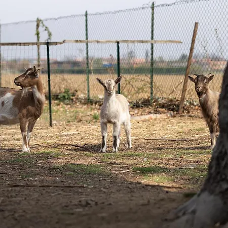 Cascina Cattabreghetta Bed & Breakfast